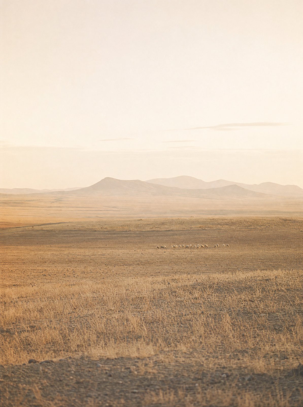 Hauts plateaux de Djelfa, paysage de steppe en fin d’après-midi